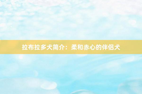 拉布拉多犬简介：柔和赤心的伴侣犬